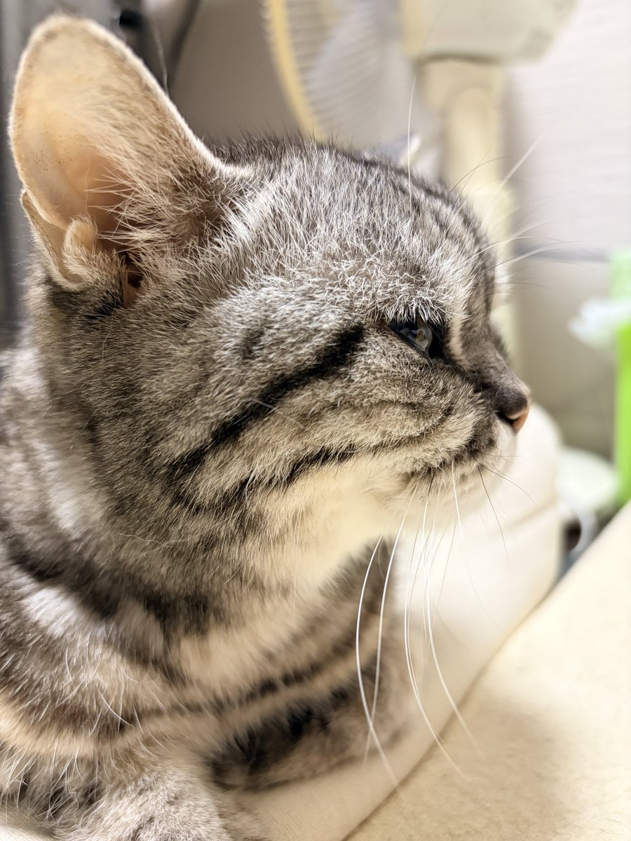 mshr_Ryo's tweet photo. 退院後、家で数日過ごした後の初回の血液検査。腎臓の数値かなり改善されてた。18歳の老猫。改善って言っても腎臓病には変わりないが、一生懸命生きてるのがわかった。
いったん、再入院はしなくてよし。という事になった。飯も少なからず口にしてくれている。ありがとう。 https://t.co/X4FxbrAn0R
