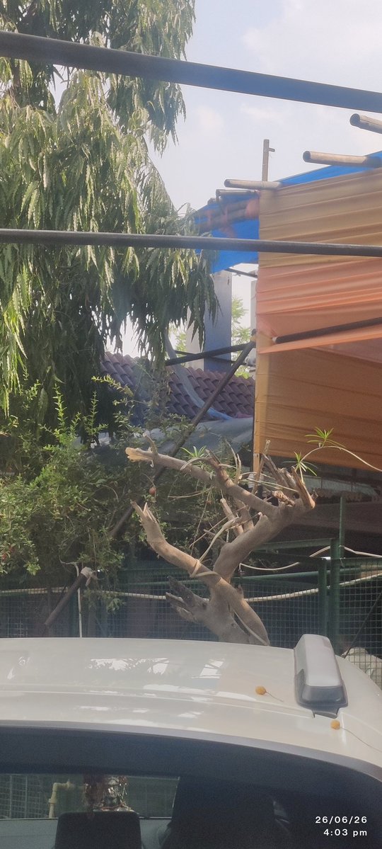 Gaganmlhtr's tweet photo. How a society can cut trees to the extent without permission and consent from Forest department and the way trees are being cut shown government and forest department has no control on what is going inside a society or sector .
This is happening in Jal vayu vihar sector 21 Noida. https://t.co/FIOHoBA44d