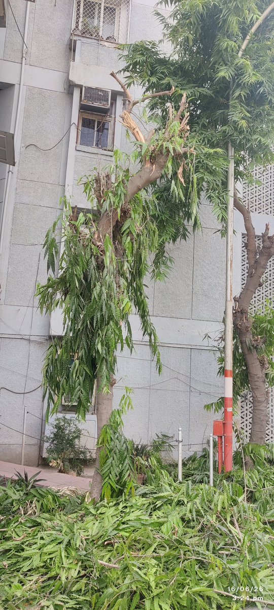 Gaganmlhtr's tweet photo. Trees are being cut to almost half of their size in the name of trimming https://t.co/lsxOOz3qzt