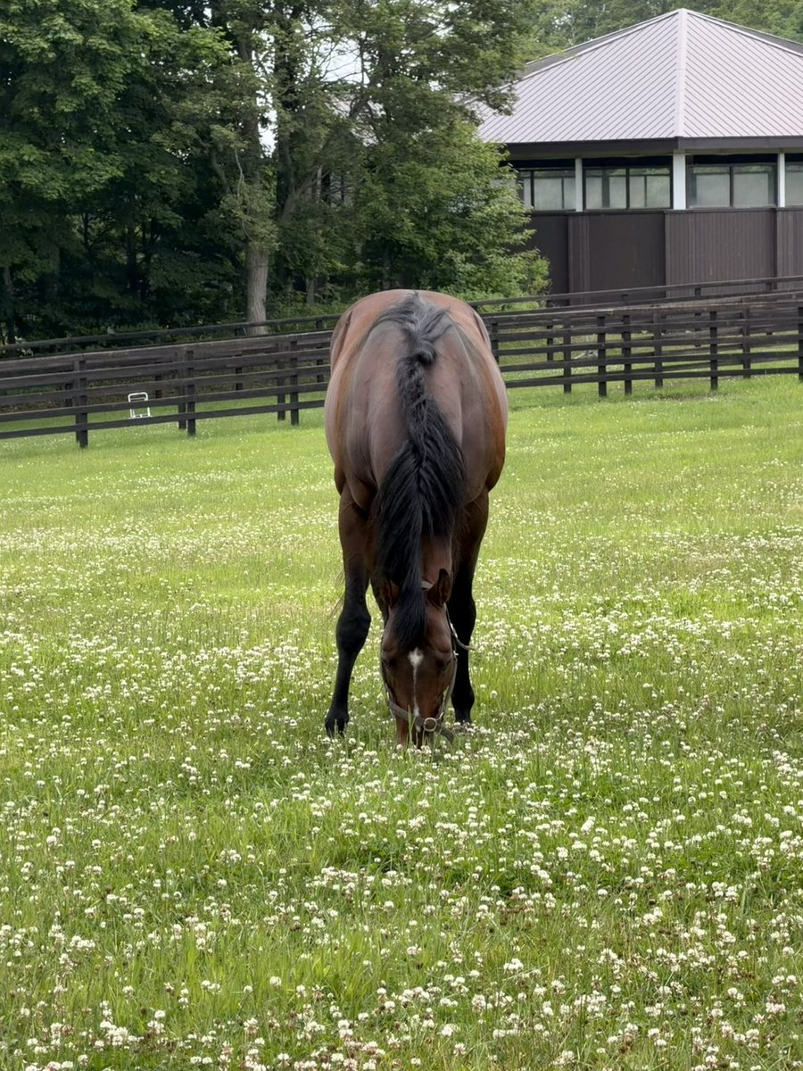 naopi_111's tweet photo. ドウデュース / 社台SS
2026.6.24
放牧地で主に草を食べてたドウデュースさん https://t.co/g9pjffqEWn