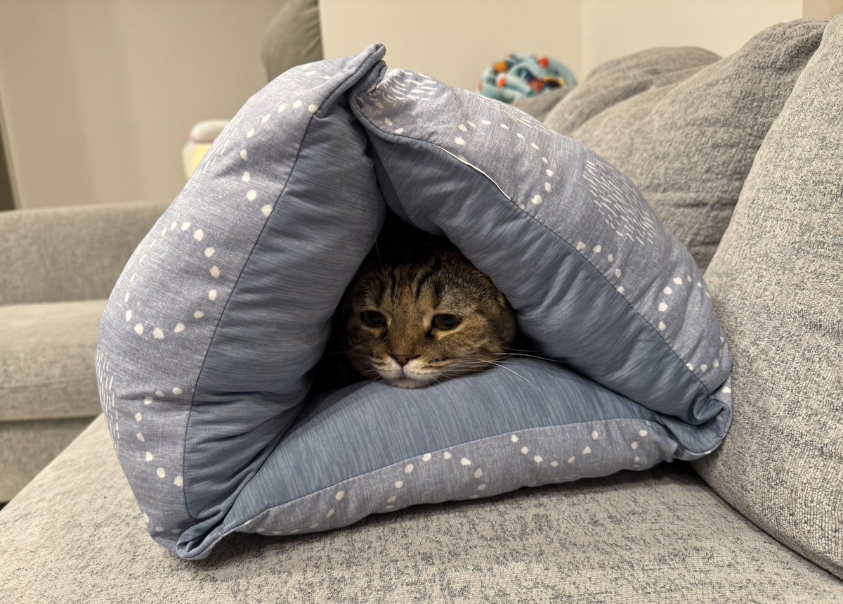 matsutake_cat's tweet photo. あたらしい猫ベッドにすっぽりハマってる まつたけ https://t.co/P5LnCYw0t8