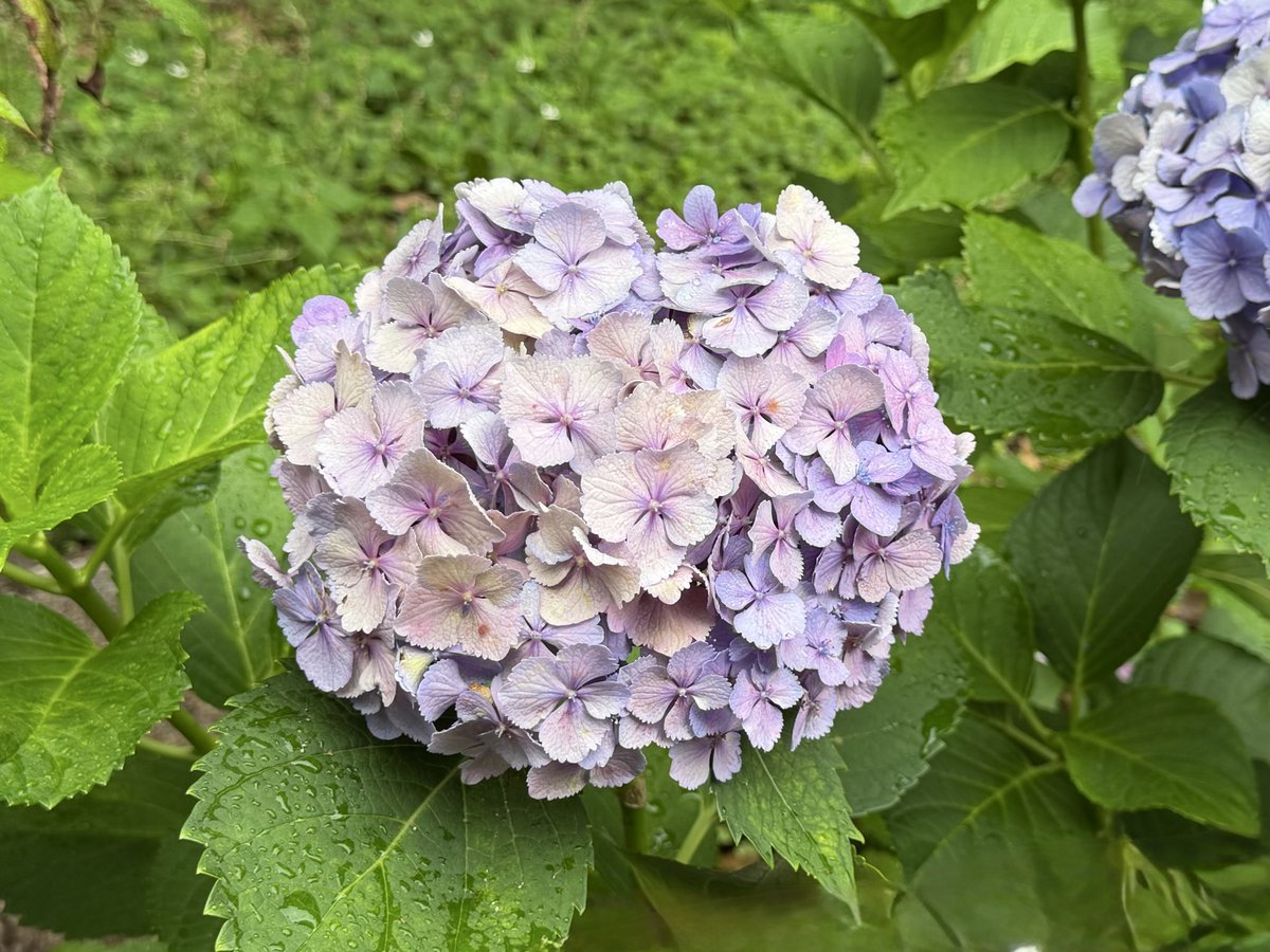 crescente_moon's tweet photo. 少し枯れ色になった紫陽花。
花の写真を載せるのって、誰かと花を交換しあうみたいで好きだな。 https://t.co/c9MFMgNTqQ