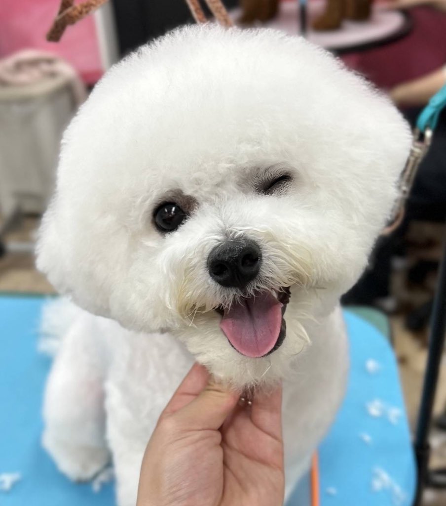 nskw_tmo's tweet photo. 本当にかわいくてありえない犬の詰め合わせをどうぞ https://t.co/3Xyo3VJU7t