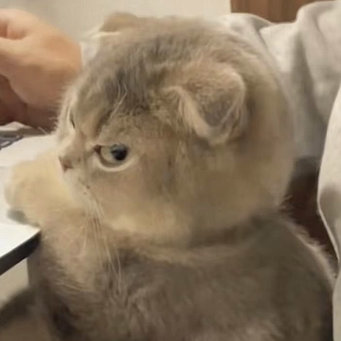 dusktilld4vvn's tweet photo. 😾💢 https://t.co/jyXMK3S9ri