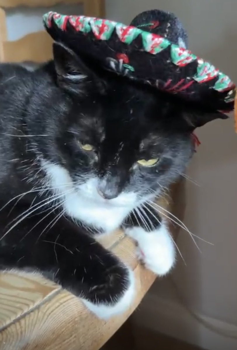 socy40's tweet photo. My son’s friend went to Mexico and bought the middle child a sombrero. He’s fuming!!! 🤣 #cats https://t.co/6ufj2RJZdz