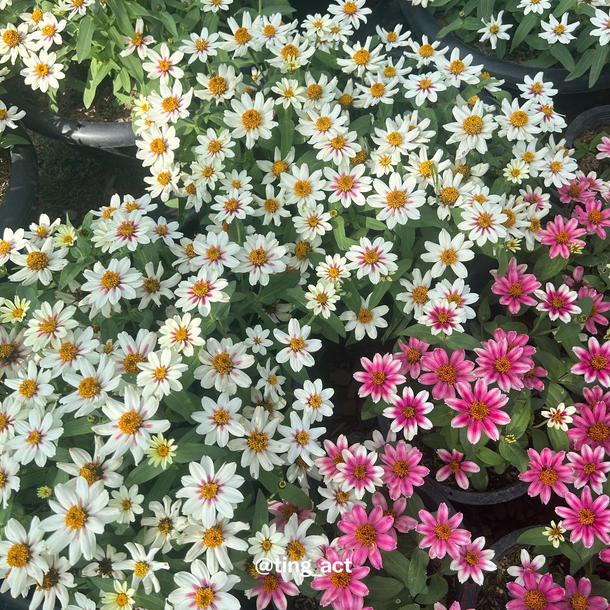 PrimRose🌷✨ tweet media