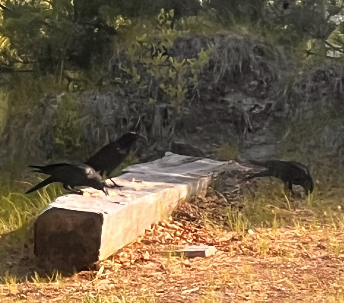 JUSTROSIE123's tweet photo. Mi gente, we have a murder in the backyard! 🐦‍⬛🐦‍⬛🐦‍⬛
Meet Edgar, Dupin, and Usher — my wild crows enjoying their first official breakfast of eggs, apple, and blueberries on the fallen log.
They even caw back when I talk to them. This just made my whole week! #MurderInTheYard #Crows #BackyardWildlife
