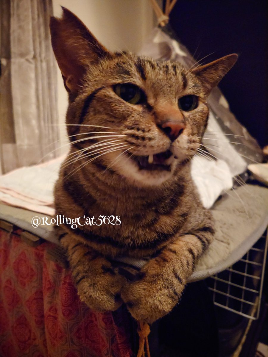 RollingCat5628's tweet photo. あら可愛い　ﾊｰﾝ
おてても可愛いねぇ　ﾊｰﾝ
爪切らせて　　ｽｰﾝ https://t.co/8Htz9on2oZ