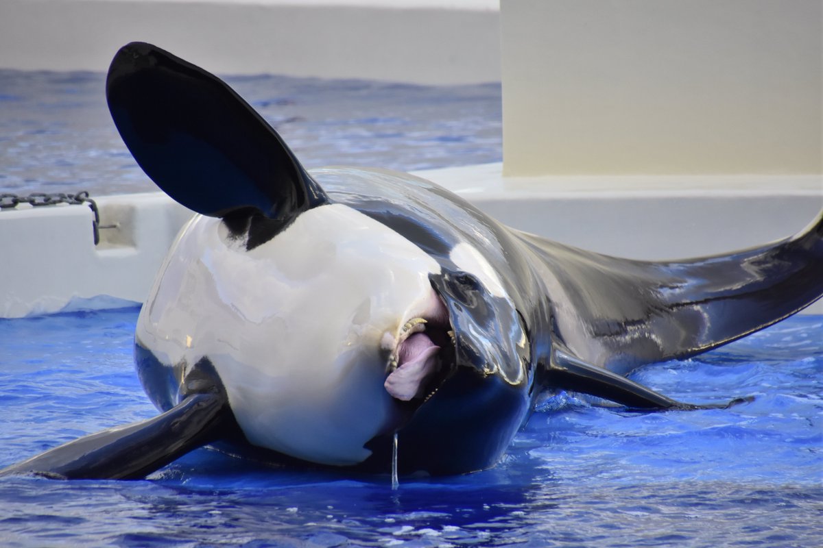 soft_orca's tweet photo. 須磨に行きたい https://t.co/QdhbdnCBLO