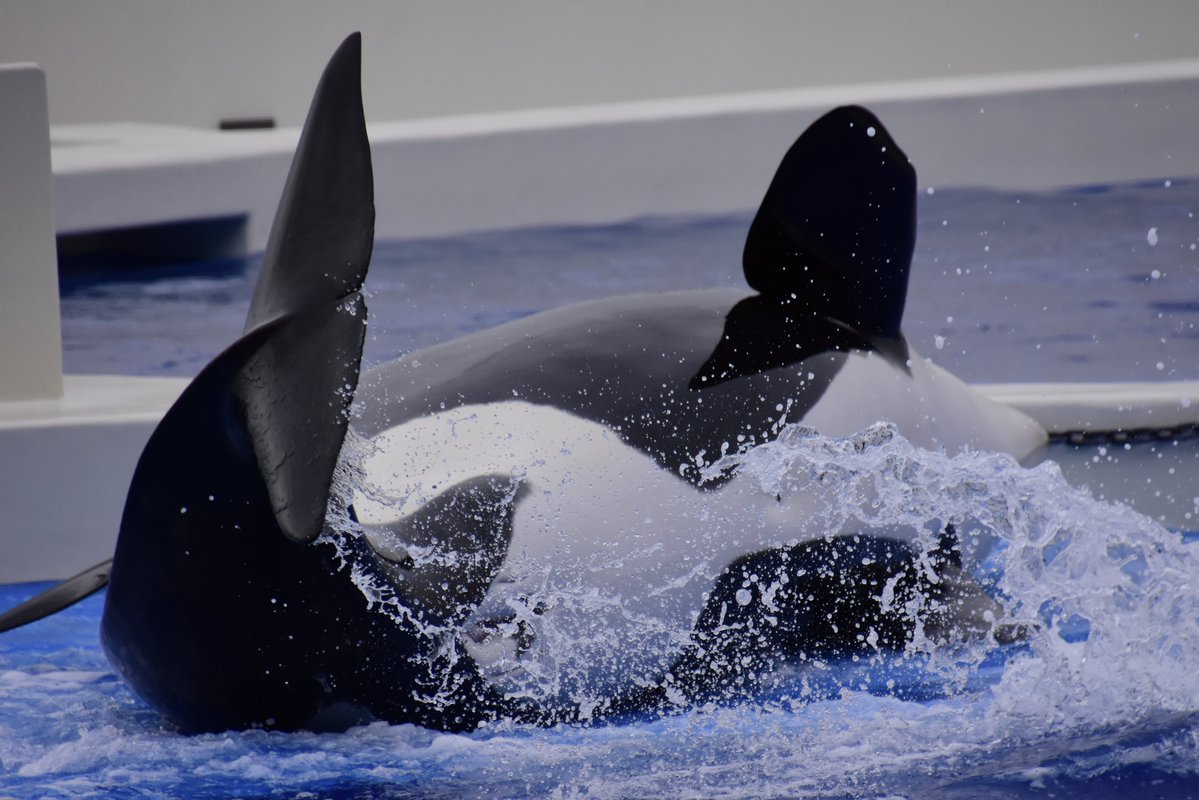 soft_orca's tweet photo. 須磨に行きたい https://t.co/QdhbdnCBLO
