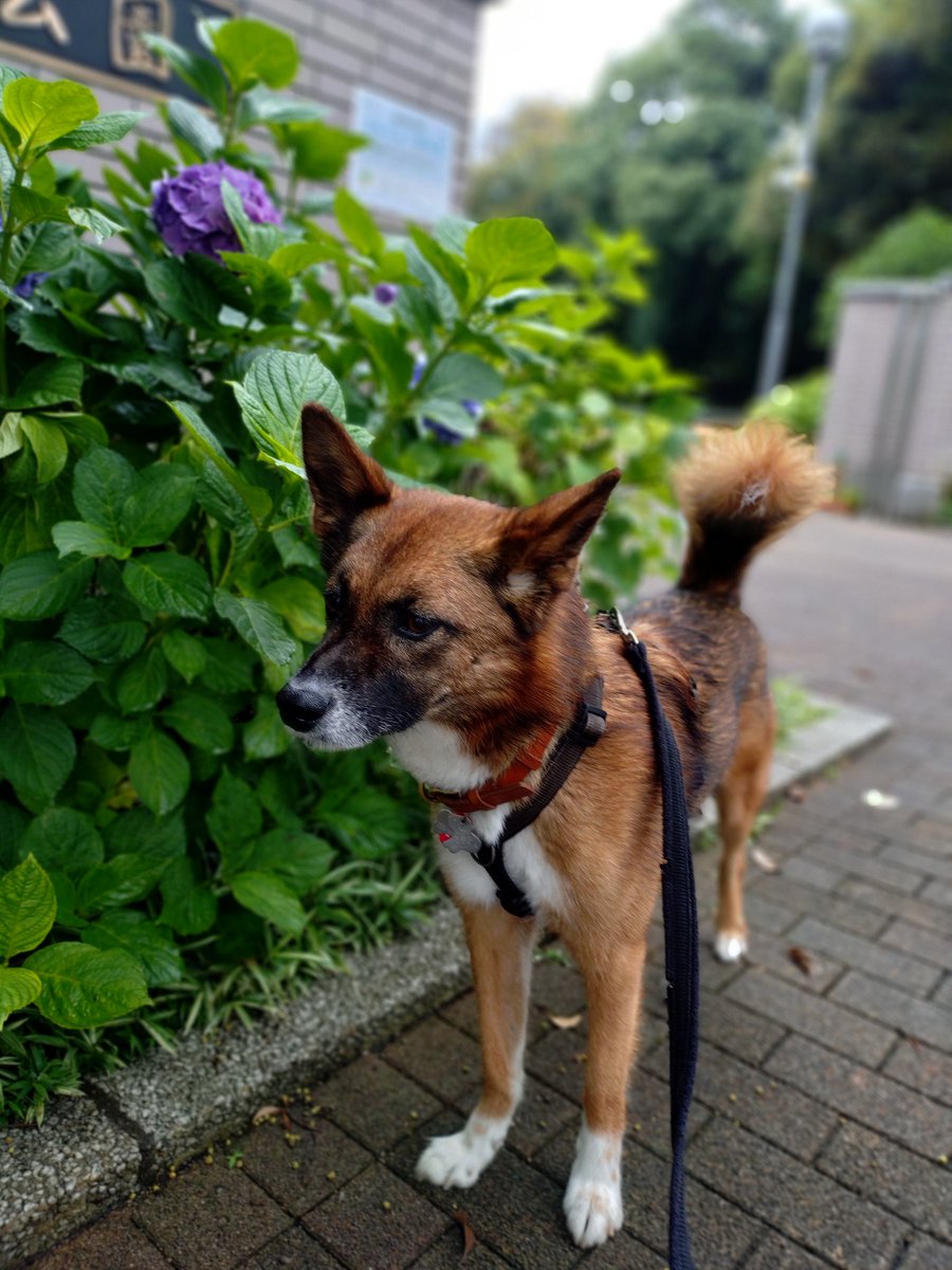 ruhchan1's tweet photo. 台風がきてるんだって…

あめ🐶

#保護犬 https://t.co/O70hXuarYP