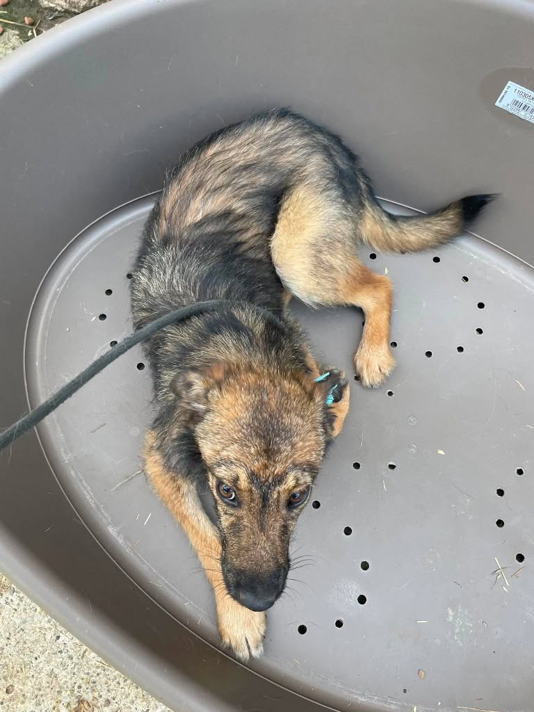Pawprints2F's tweet photo. Romania

1 year old Tikki is a delightful boy whose enthusiasm for life is impossible to miss!
He approaches every day with a wagging tail, a cheerful outlook, and a heart full of love ❤️
He can live with cats and we can cat and child test him.

https://t.co/uLrEQRRZ9D https://t.co/pVjbxiqoya