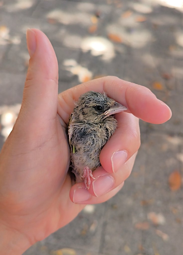 ChocotitaKawai's tweet photo. Verderón 💚😢🙏
#verderon #aves https://t.co/FkPizHrdEL