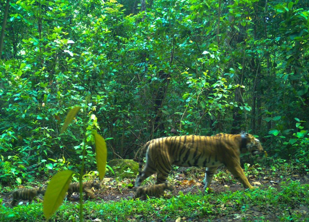susantananda3's tweet photo. Zeenat and her zinnies…

Simlipal Park Authorities have released this camera trapped image of tigress Zeenat &amp; her cubs, born out of 1st inter state translocation to save the Tiger Reserve from genetic collapse. https://t.co/IMX6cWngYH