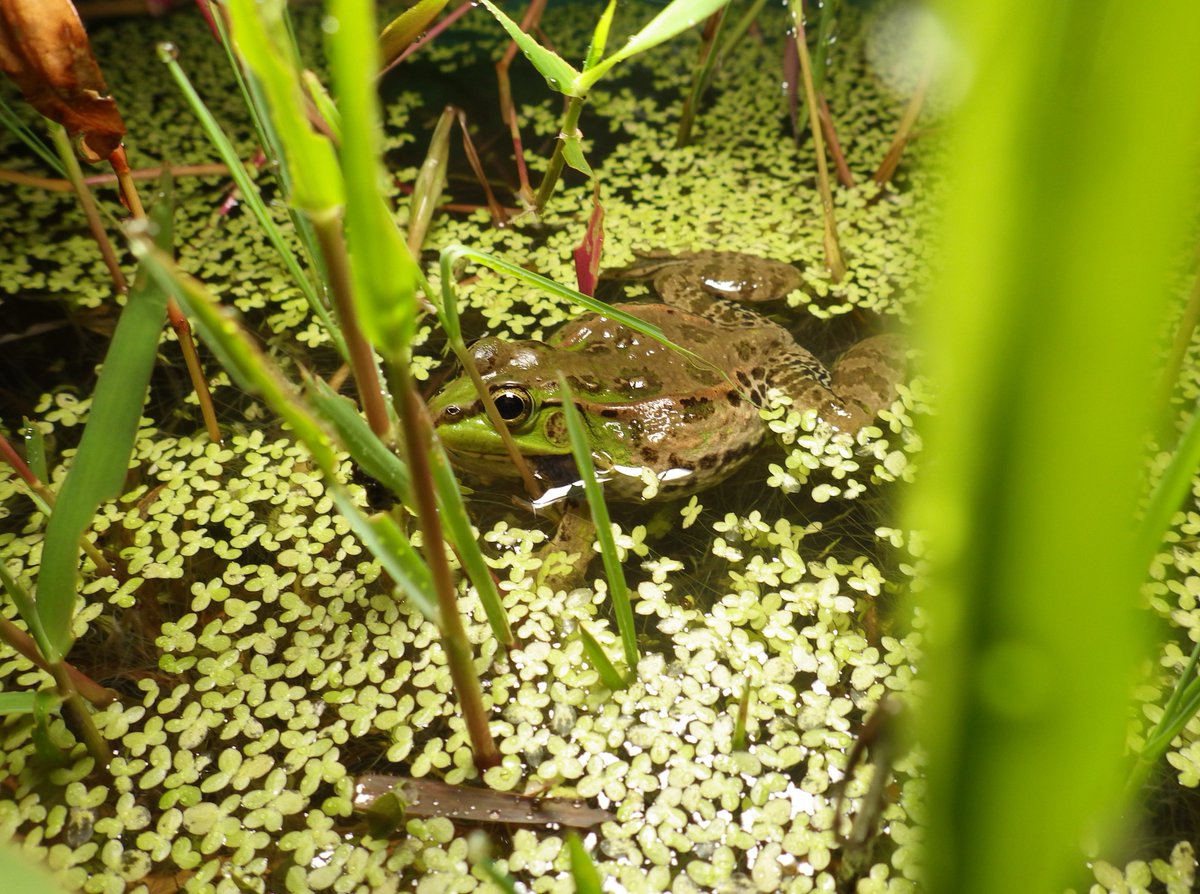 _Blue_Destiny_'s tweet photo. ナゴヤダルマガエルの生息する田んぼに上がって来ていたカムルチー。雷魚の類はカエルを好んで捕食するので申し訳ないが排除させていただいた。 https://t.co/slNVqlE4p9