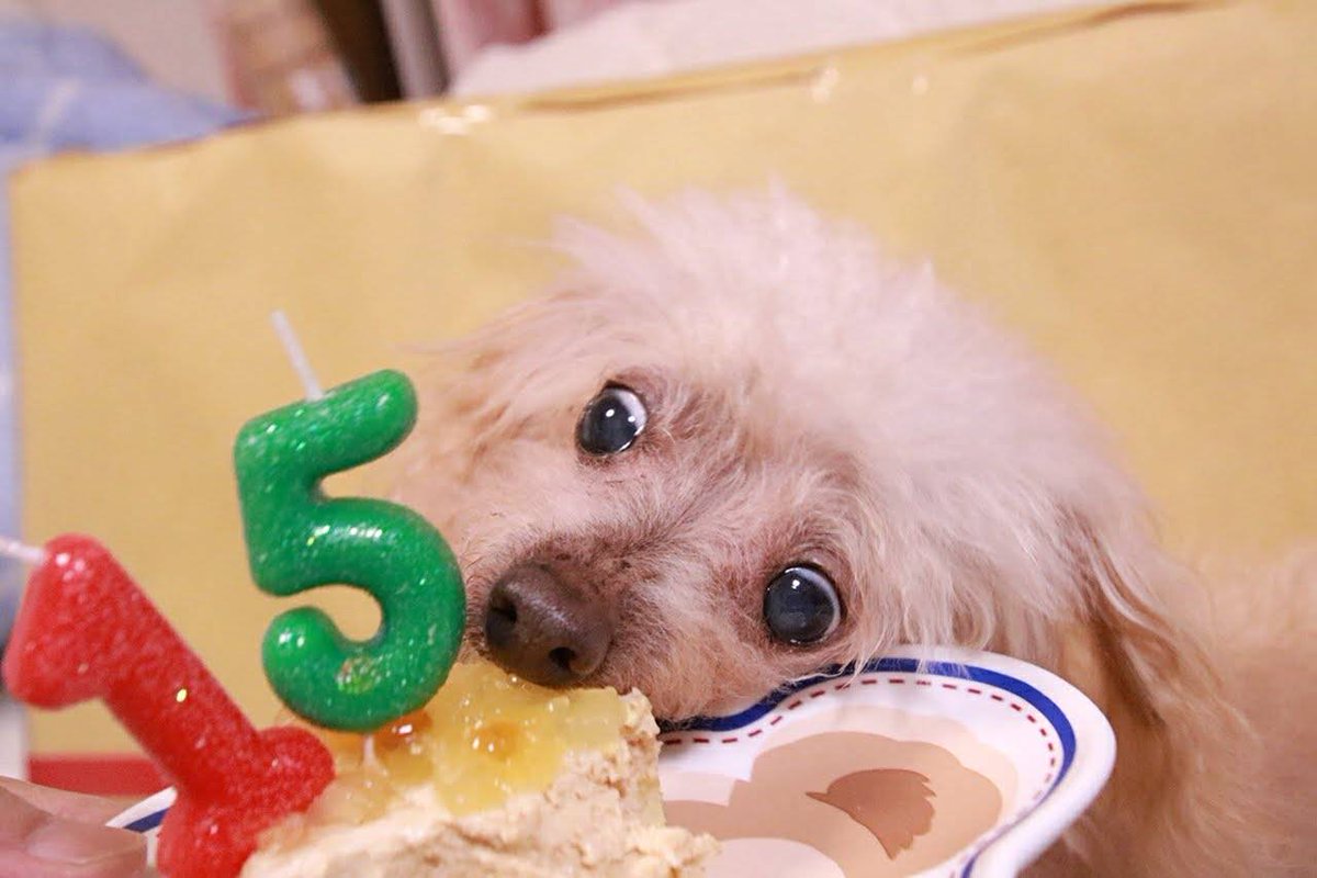 yokochappy3's tweet photo. 今年もチャッピー祭🎂しました☺️
お気に入りは、15才のお誕生日に૮꒰˵• ﻌ •˵꒱აバースデーソングの音楽を途中でチャッピーにオートへ変えられた思い出😂🎹(昔もupした動画ですが…🙏)
#秘密結社老犬倶楽部天国支部 #秘密結社老犬倶楽部  #ふわもこ部  #チャッピー祭 https://t.co/NlsZzV696S