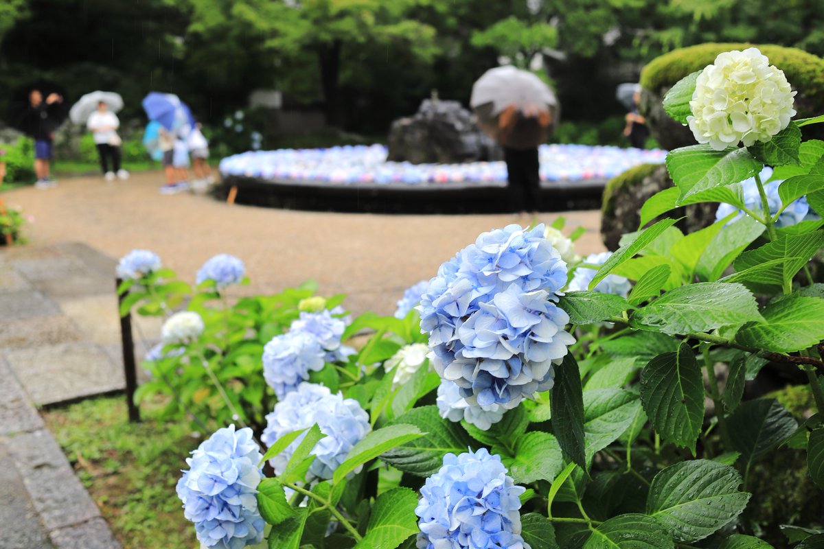 kazu1200_SR's tweet photo. 大阪府池田市 久安寺
Canon EOS 6D Mark II
Canon EF35mm F2
#キヤノン党でほめあいたい
#Canon
#CanonEOS
#EOS6DMarkII https://t.co/pmy8taRA6L