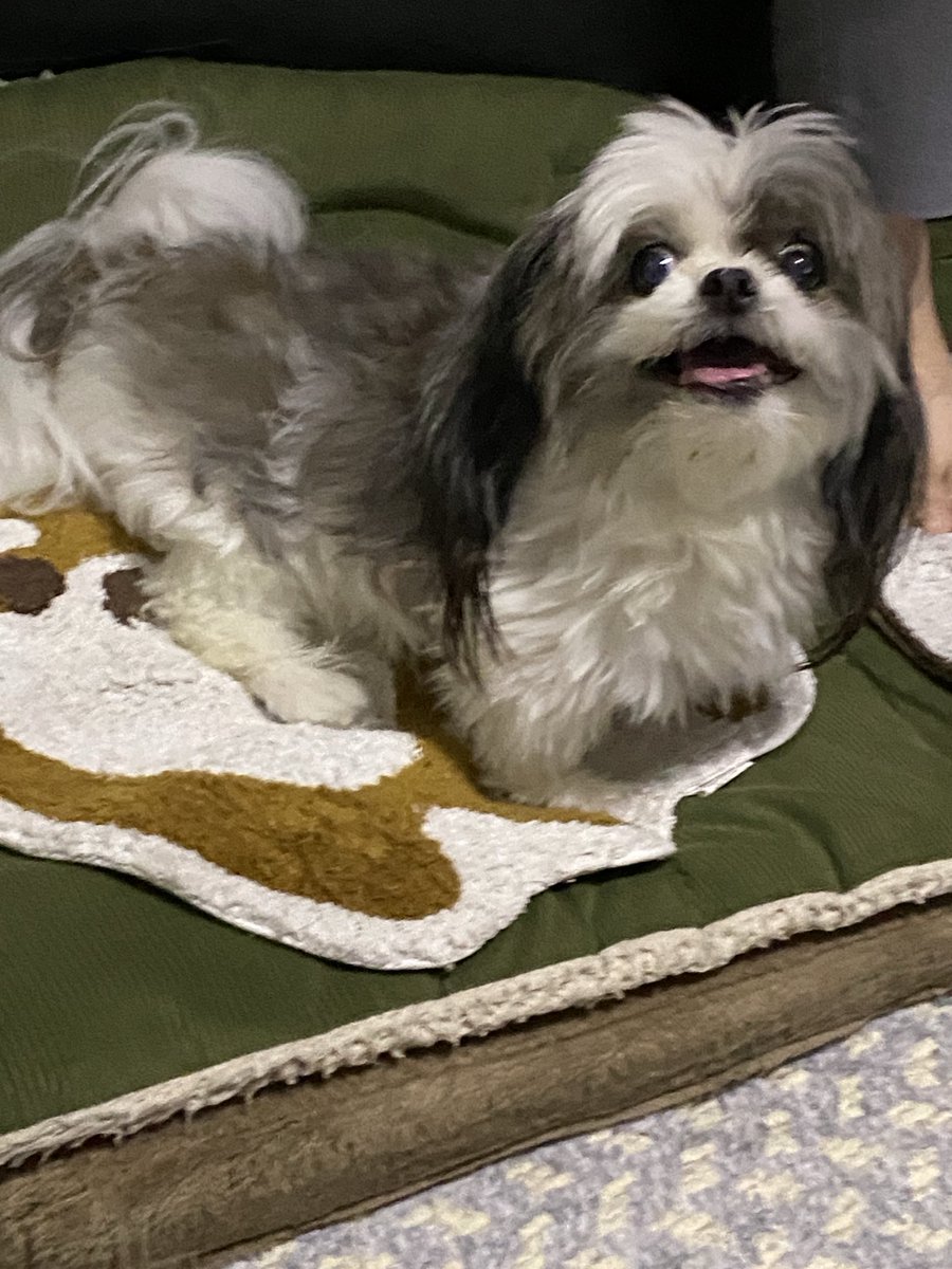 ToshiSachi3's tweet photo. pokeちゃん🥰
よりめ姉ちゃん😻が爆睡中の時だけ
ケージから出てフリータイム🤣
かあちゃんの監視👀中😆😆 https://t.co/gaxGL4YprO