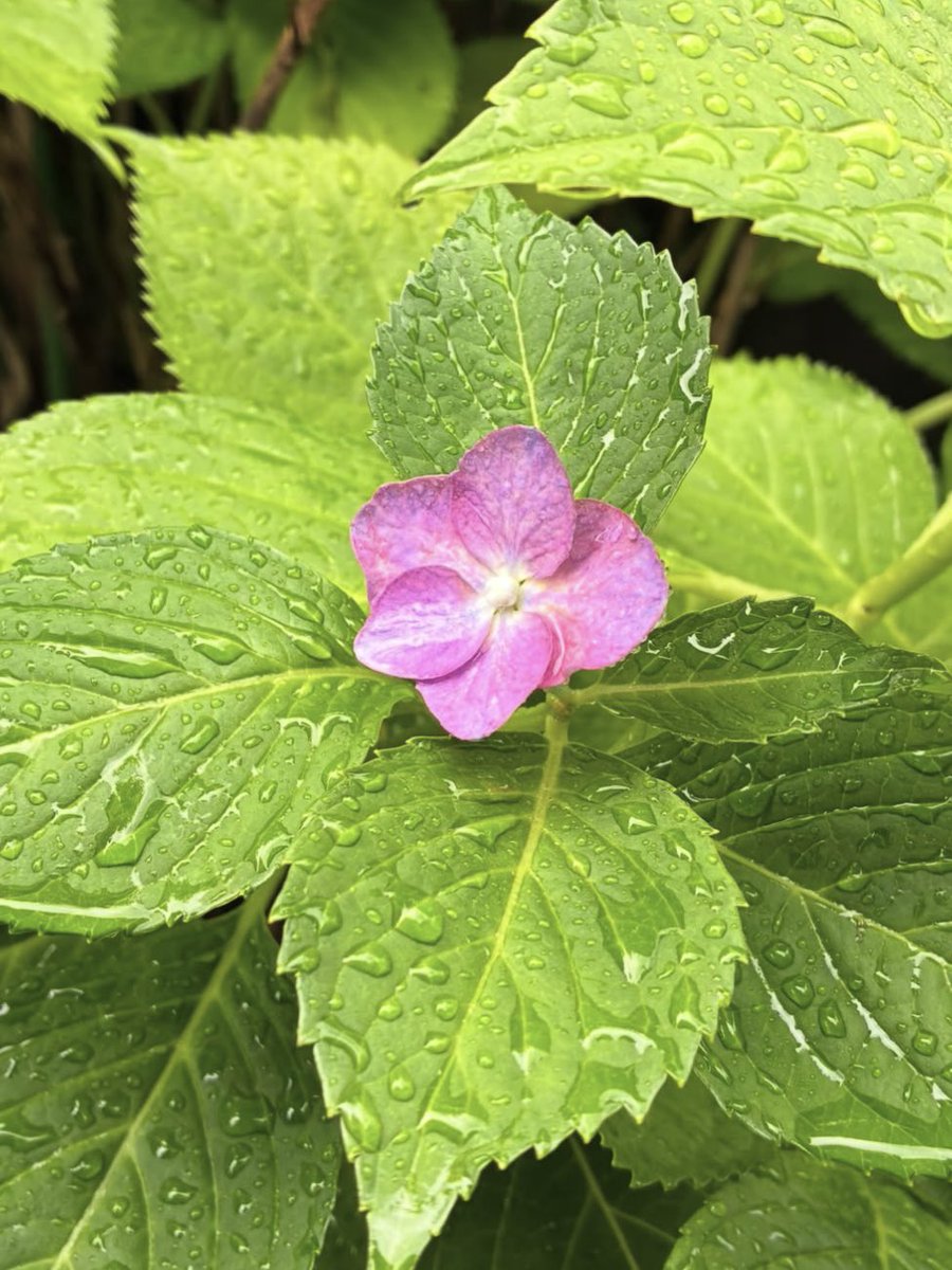 maier_room's tweet photo. “Garden series”

蝶が何度も羽ばたいて
花が静かに見上げていた

今はもう
記憶の中だけの庭で
・
・
・
https://t.co/SkBfRLv2Yl

https://t.co/ov8Y1Z47bP

#陶器 #アート #イラスト #art 
#工芸 https://t.co/kdmeP4LXqH
