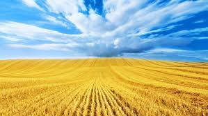 GloryToUPA's tweet photo. @Civixplorer Ukraine 👀 no wonder it can feed Europe itself😀 https://t.co/w9wkUx0Is0