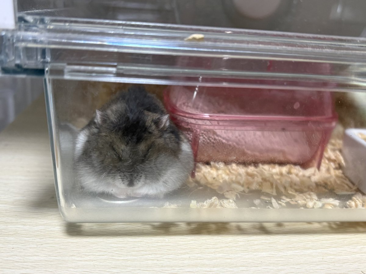 hamhamlovechan's tweet photo. ハム おまんじゅうの姿 https://t.co/lzzbkB8qeW