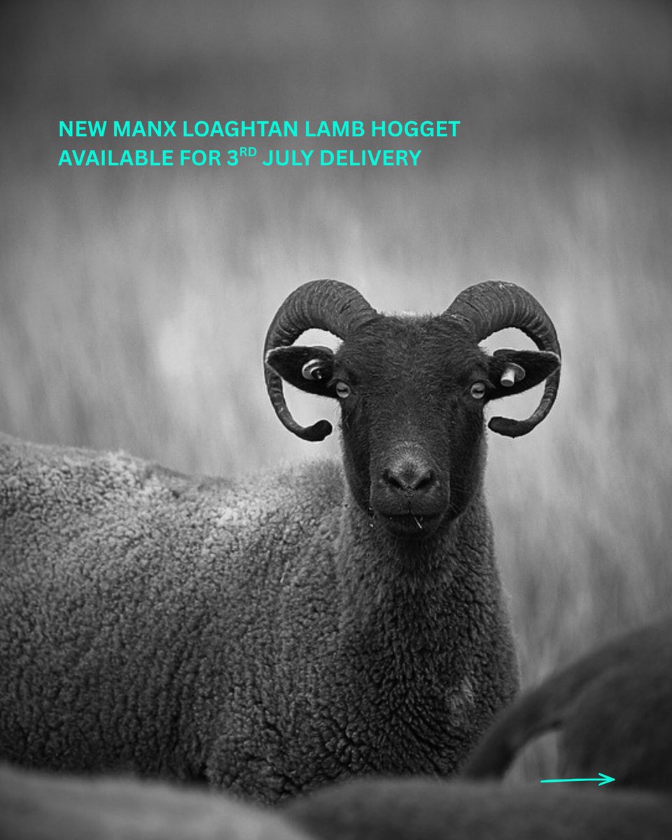 FosseMeadows's tweet photo. Manx Loaghtan - a rare native sheep breed, slow-grown, 100% grass-fed &amp; reared with the time. 
= rich flavour balanced between delicate lamb &amp; depth of mutton. 
Choice of 2 limited-edition Hogget Boxes; roasting joints, steaks, chops &amp; handcrafted sausages order online now!❤️⏰🐏 https://t.co/6ChUrer4Df