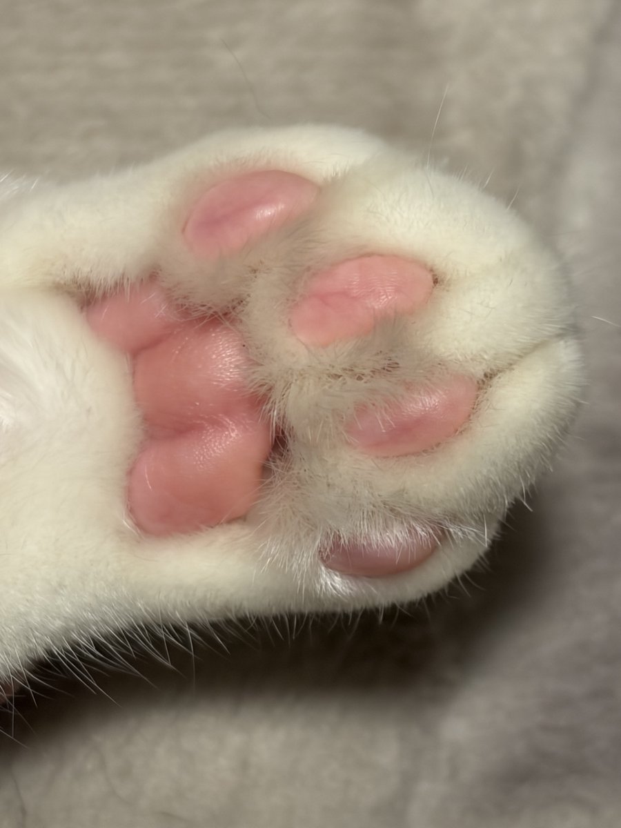 po_n_suke_'s tweet photo. ①寝ている猫ちゃんにそーっと近づいて…
②肉球のアップ写真を撮る！ https://t.co/S27AtoS1hp