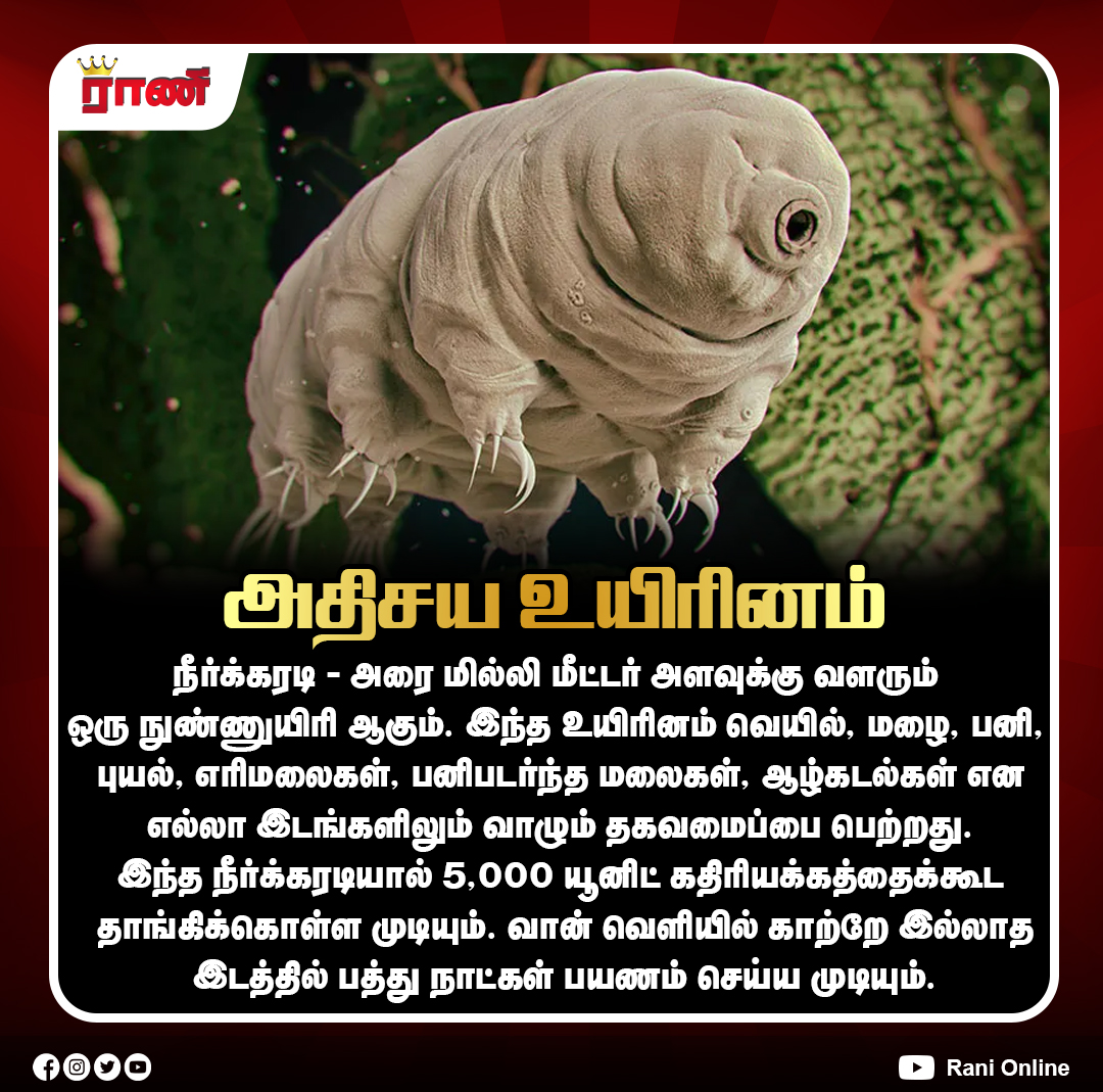 Rani_online's tweet photo. விண்வெளியிலும் உயிர் வாழும் அதிசய நுண்ணுயிரி!
#Tardigrade #WaterBear #Microorganism #ScienceFacts #AmazingFacts #NatureFacts #Wildlife #Biology #MicroLife #SpaceScience #ExtremeLife #Survival #Radiation #ScientificFacts #ranionline https://t.co/oIJ3q9duuc