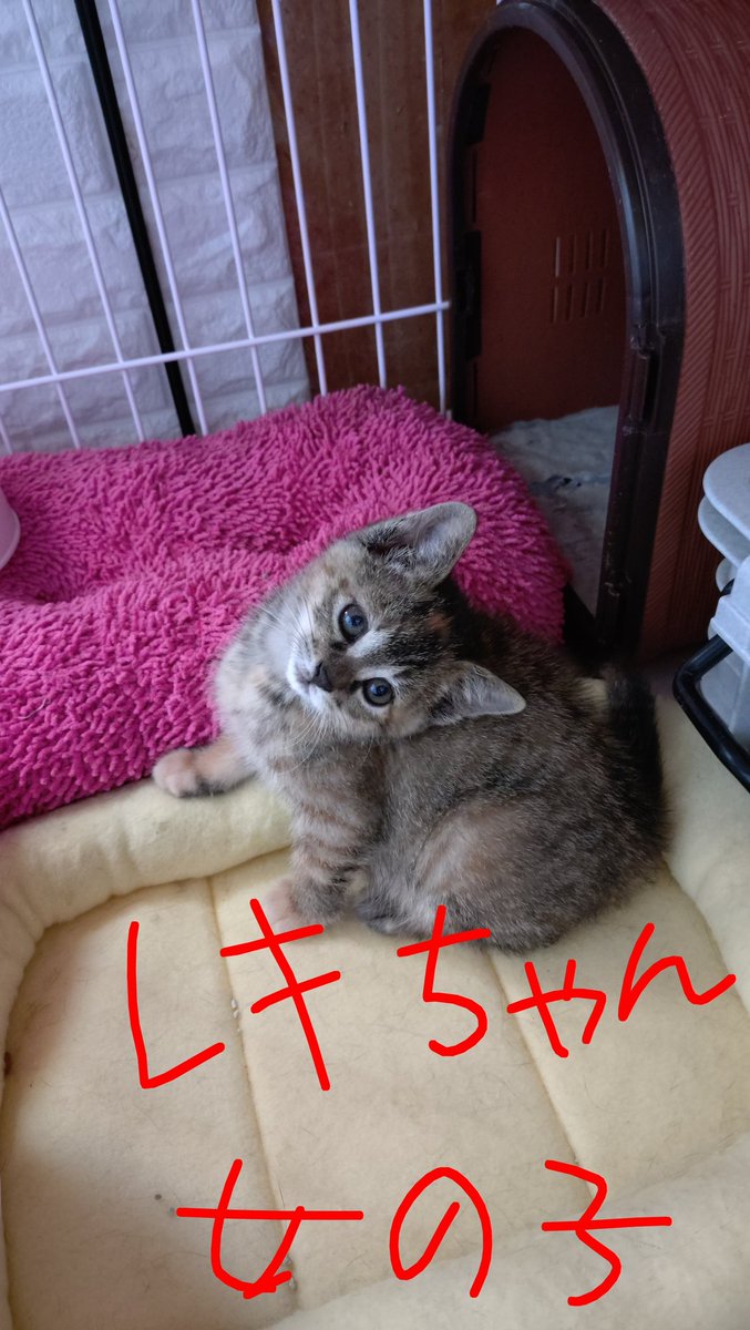 0318erina's tweet photo. 25日26日の2日間、猫ちゃん捕獲出来ず…💧
捕獲したい猫ちゃんではない子が入りそうになり、捕獲断念😭
一瞬入りそうになったのに捕獲器だとバレてしまいました。
早く捕獲しないと廃虚が壊されてしまう😱
子猫ちゃんも大きくなったので譲渡します。
詳しくは次のポストで。
レキ女の子、ラキ男の子 https://t.co/SNDnRHucDZ