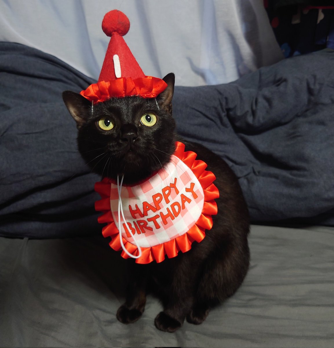 munimycat's tweet photo. むに、本日1歳の誕生日を迎えました！！
大きな怪我も病気も��く3.9kg
1歳の時の体重がその子のベスト体重だそうなので、保っていきたいと思います。
そして、満を持してのお刺身解禁🐟
牛肉のムースと茹でた鶏肉とちゅ～るも使ってﾈｺﾁｬﾝケーキを作りました🎂
ペロリと完食✨
 #うちのむに https://t.co/upyshDT7ss