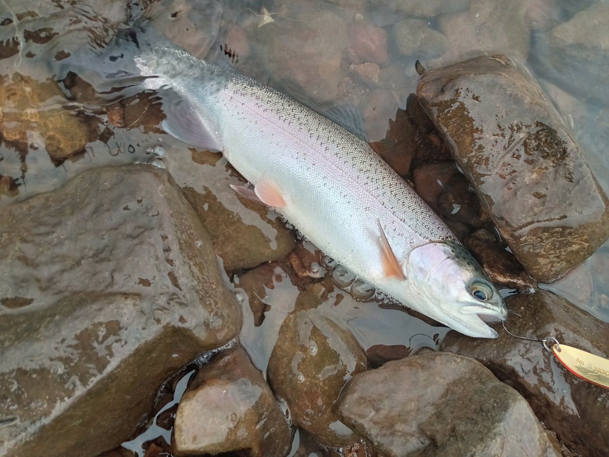 akki_fishing's tweet photo. 今日は昼から雨が上がったのでホームレイクに行きました🚗💨
めちゃくちゃ反応が良くニジマスが8匹釣れました🐟️
余りにも楽しかったので途中に雨が降り出したけど止めずにずぶ濡れになりながらやってました🐟️☔
#ニジマス https://t.co/Ix7MQEeFHV