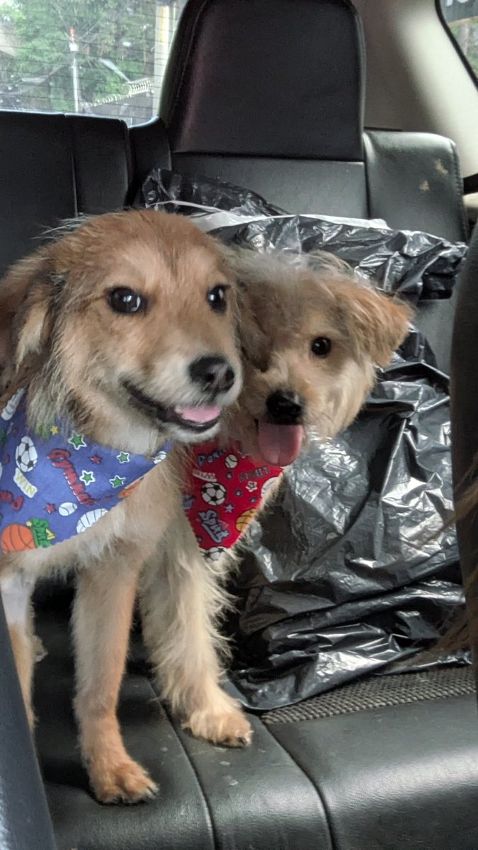 guatexanimales2's tweet photo. Caso 80-2026 Maní macho dos años
Caso 81-20260 York macho
Todos son talla pequeña mezcla de Yorkie con french  ideal para apartamentos o casas pequeñas muy amorosos, juguetones buscan una segunda oportunidad y una familia.
#adoptanocompres
#esteriliza #adoptaunperro 🐕 https://t.co/yjg8KCJioY