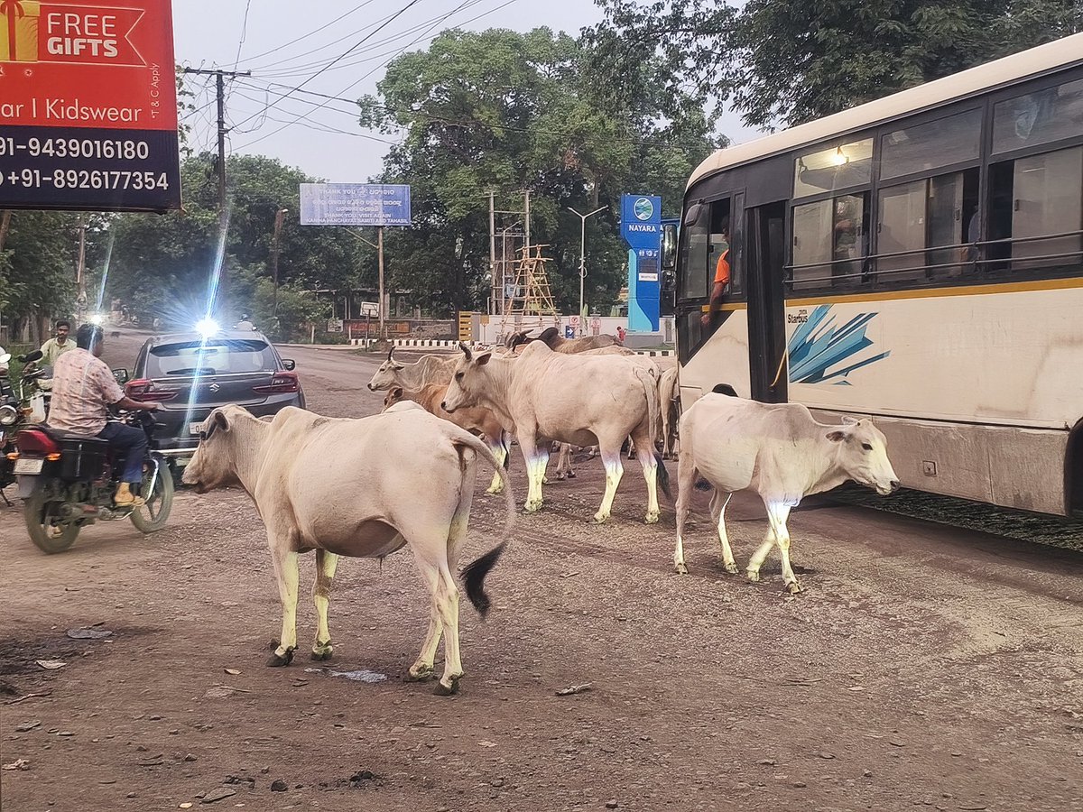 Chidananda01's tweet photo. @angul_dm sir kindly look at the matter. 
@BDO_Kaniha @SP_Anugola @sub_talcher @Bapu4Talcher @CMO_Odisha @MohanMOdisha @MaharanaBijay1 @otvkhabar @DDNewsOdia @kanak_news https://t.co/gGkgm1WfmR