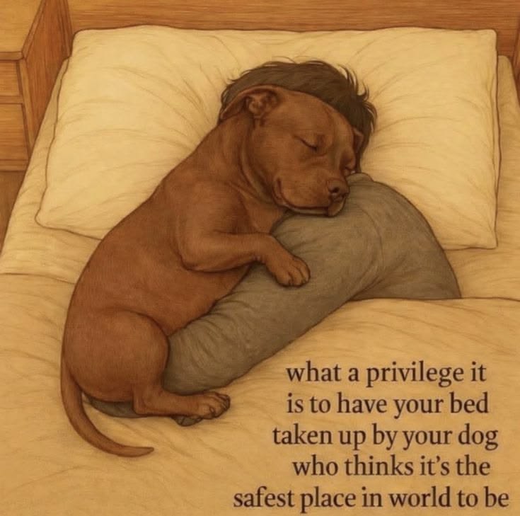 DogLovers03's tweet photo. https://t.co/FsvVC2iPYY