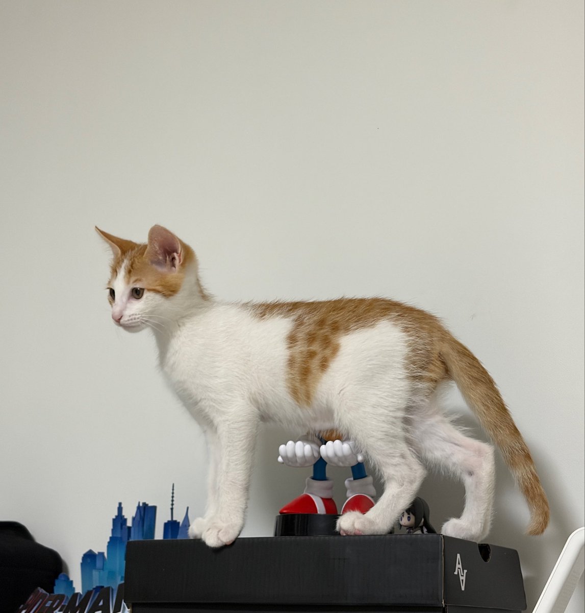 lachata_cat's tweet photo. 배가 흘러내릴까봐 걱정하는 소닉.
라라는 아직 애기라서 괜찮아요^^ https://t.co/JP9lqVCpVT