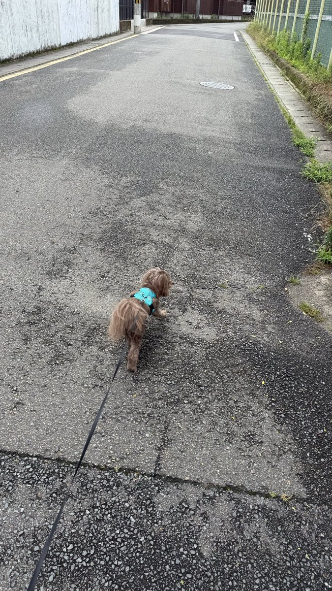 3_moririn's tweet photo. テクノパンをリピートし
京都の親戚の犬とお散歩して、犬猫達に癒されたいい一日でした☺️ https://t.co/ri5misJuLm