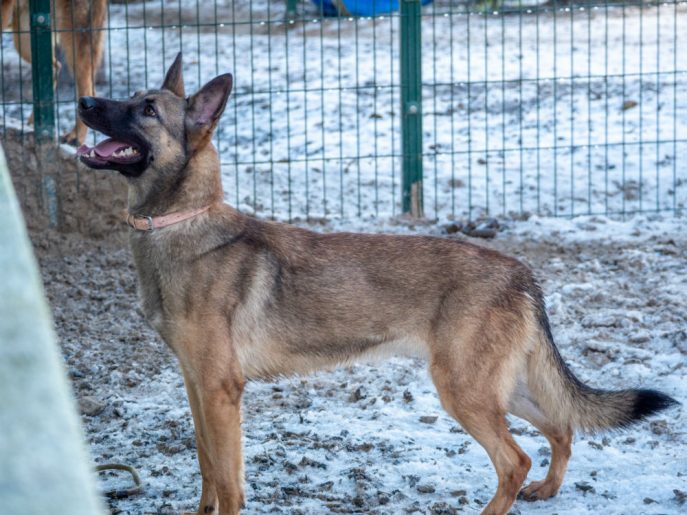 gsrescueelite's tweet photo. Nika is around 14mths old and she was purchased before Christmas then promptly muzzled and tied to a tree in the garden! Nika has been with us since Jan, working at her pace on her confidence so will need a patient home 
#dogs #germanshepherd #Cornwall 
https://t.co/DZZjHmLaAT https://t.co/Ywo9mFKTri