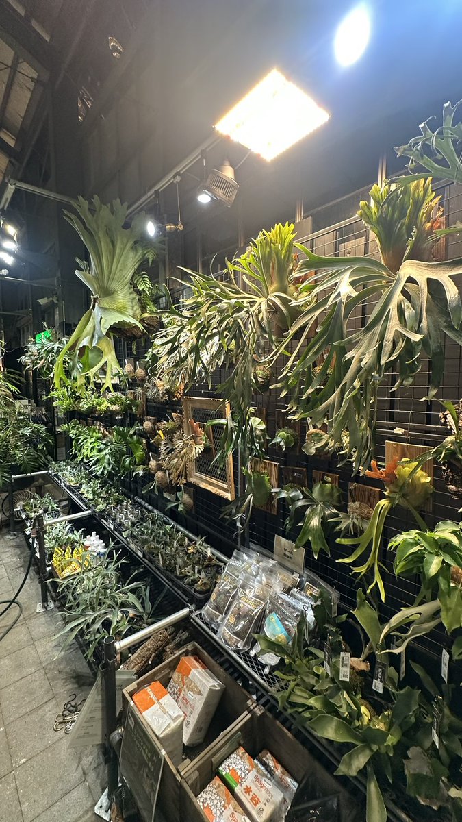 rosso_plants's tweet photo. PUP UPイベント　
GardenGarden 愛子本店 様
@gardengardensendai 
６／28（日）　10:00〜16:00

ワークショップも開催‼️
しかも店内のど真ん中に😆
しかも5,000円以上のビカクシダお買上げで
ワークショップ板付け無料‼️

とにかく太っ腹な1日でございます😊
皆様〜是非ご来店下さい😊😊😊 https://t.co/zgClgToHsZ