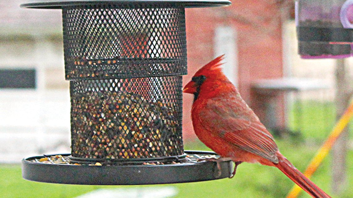 lisagrowflowers's tweet photo. My favorite mornings begin with fresh coffee, birdsong, and a cardinal stopping by the feeder. It's a tradition I never grow tired of. https://t.co/SKboD2lsNt