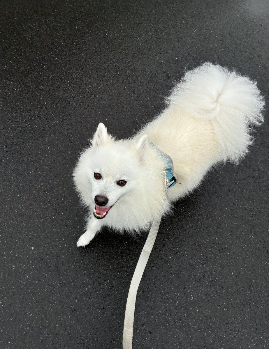 Chelsea_spitz's tweet photo. 小雨のうちにあさんぽ🐾
しっとりーぬになったよ🐶

#日本スピッツ #チェルシー #犬のいる暮らし #犬好きさんと繋がりたい #chelsea #イヌッター #japanesespitz #貴方にもあげたい #あなたにもあげたい #白い犬 #しろいいぬ #あさんぽ https://t.co/rwjzddw1Pt