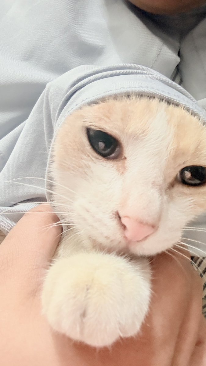 redchococat's tweet photo. Syantiek bgt anak aku🥰 https://t.co/SmGSJIqk0l