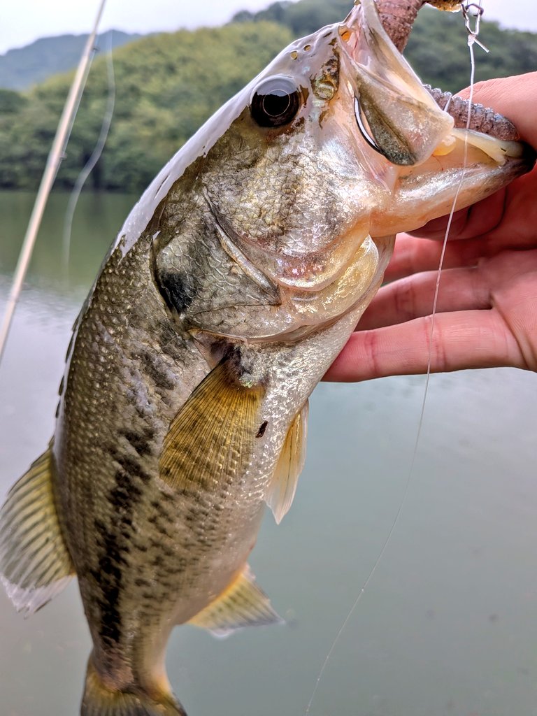 hirokisuenaga's tweet photo. 雨で増水したおかげかな🐟️✨️
#バス釣り #raidjapan https://t.co/8iG4fZSDr6