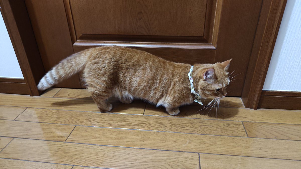 be_yu_bi's tweet photo. たんが入っちゃいけない部屋のドア前にいたところにカメラ向けたらすぐ離れようとしておもろかった https://t.co/aaIVJkIFAU
