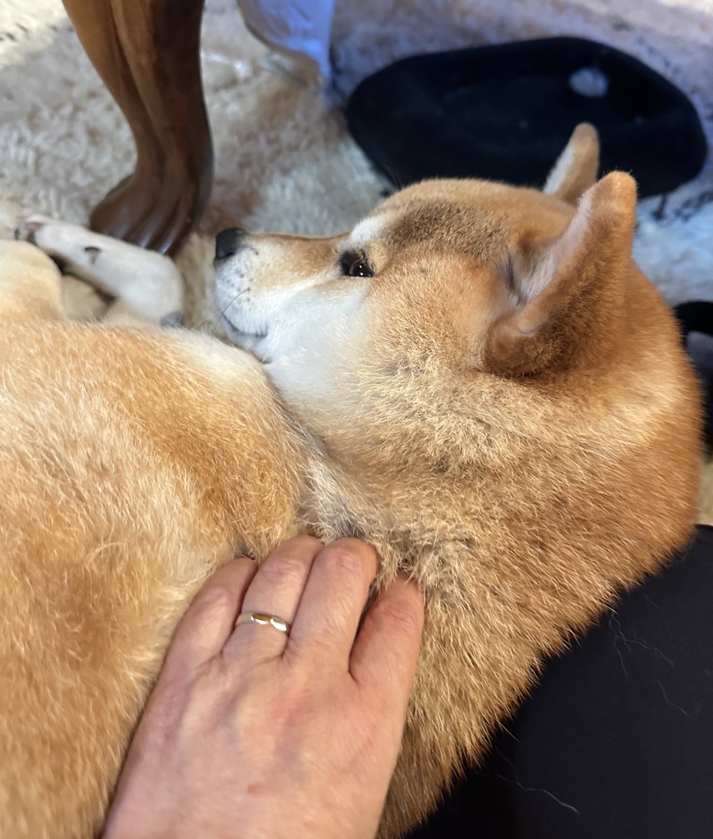 shibashimba's tweet photo. ちゃんとなでてますよ〜 https://t.co/rfwvLO2xzp