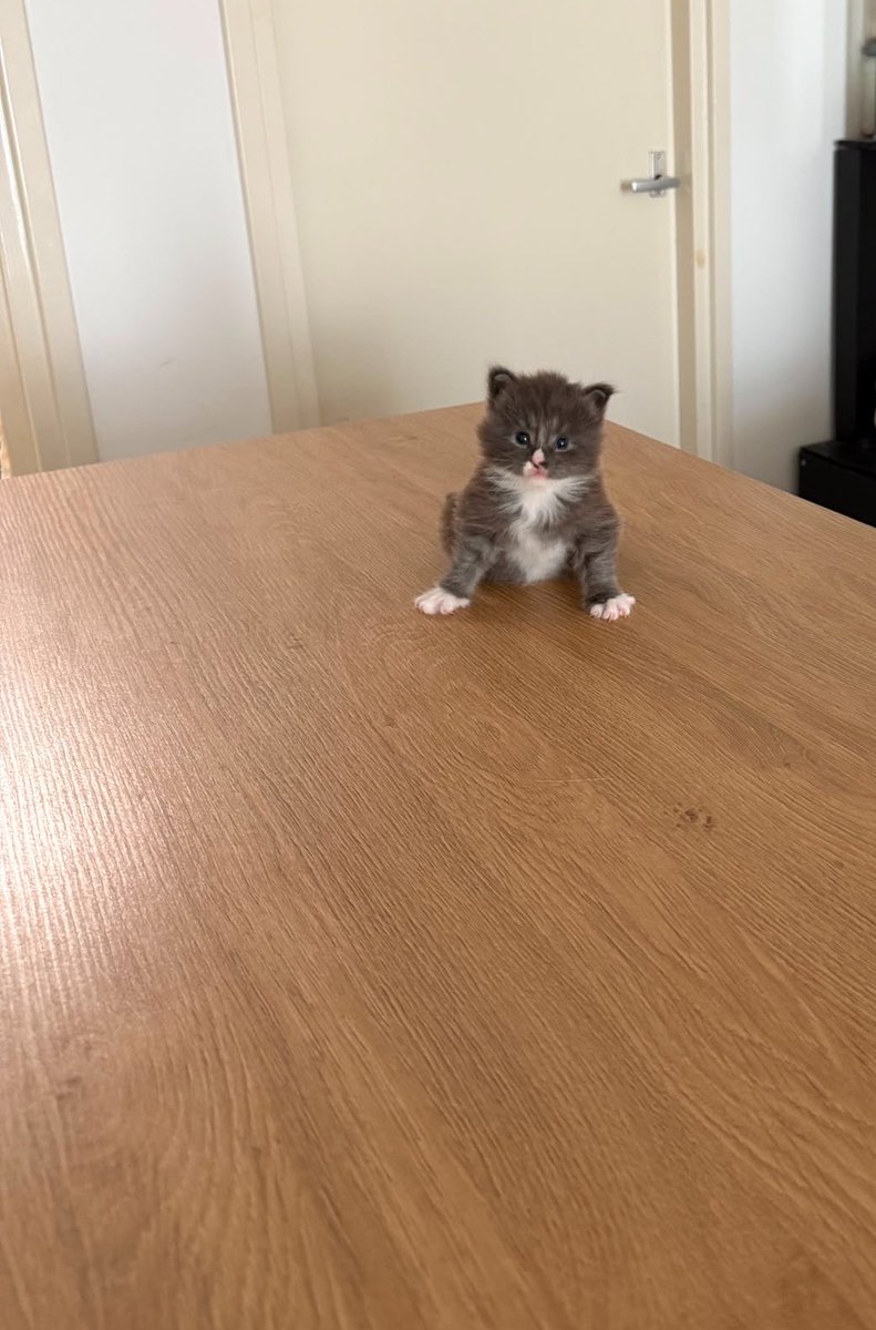DosukaSOL's tweet photo. My homie literally has a kitten named billy. I told him he should make a dedicated instagram account for him and launch a coin 😂

Could be a runner ngl @VIODSOL your move 👀 https://t.co/cYyBmOw8cs