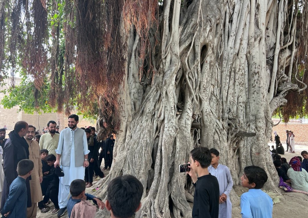 FaisalAminKhan's tweet photo. Banyan trees also known as "Walking Trees" as their aerial roots form new trunks. Considered highly Sacred in both Buddhism & Hinduism.
1st one in Mian Wadda, DIKHAN has a trunk dia of 72 feet.
2nd one is "The Survivor" also in DIK, the Mother Tree was chopped off & it's trunk put on fire but it refused to die & has sprouted again.
We are starting to geo-tag  all old trees of DIK & will declare them Our Natural Heritage. 
Pl help us identify old trees so we can protect them.
