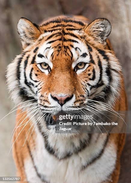 kingincrisis's tweet photo. Tiger on Getty Images vs on Instagram #animaltwt https://t.co/r5AyWI2cXc