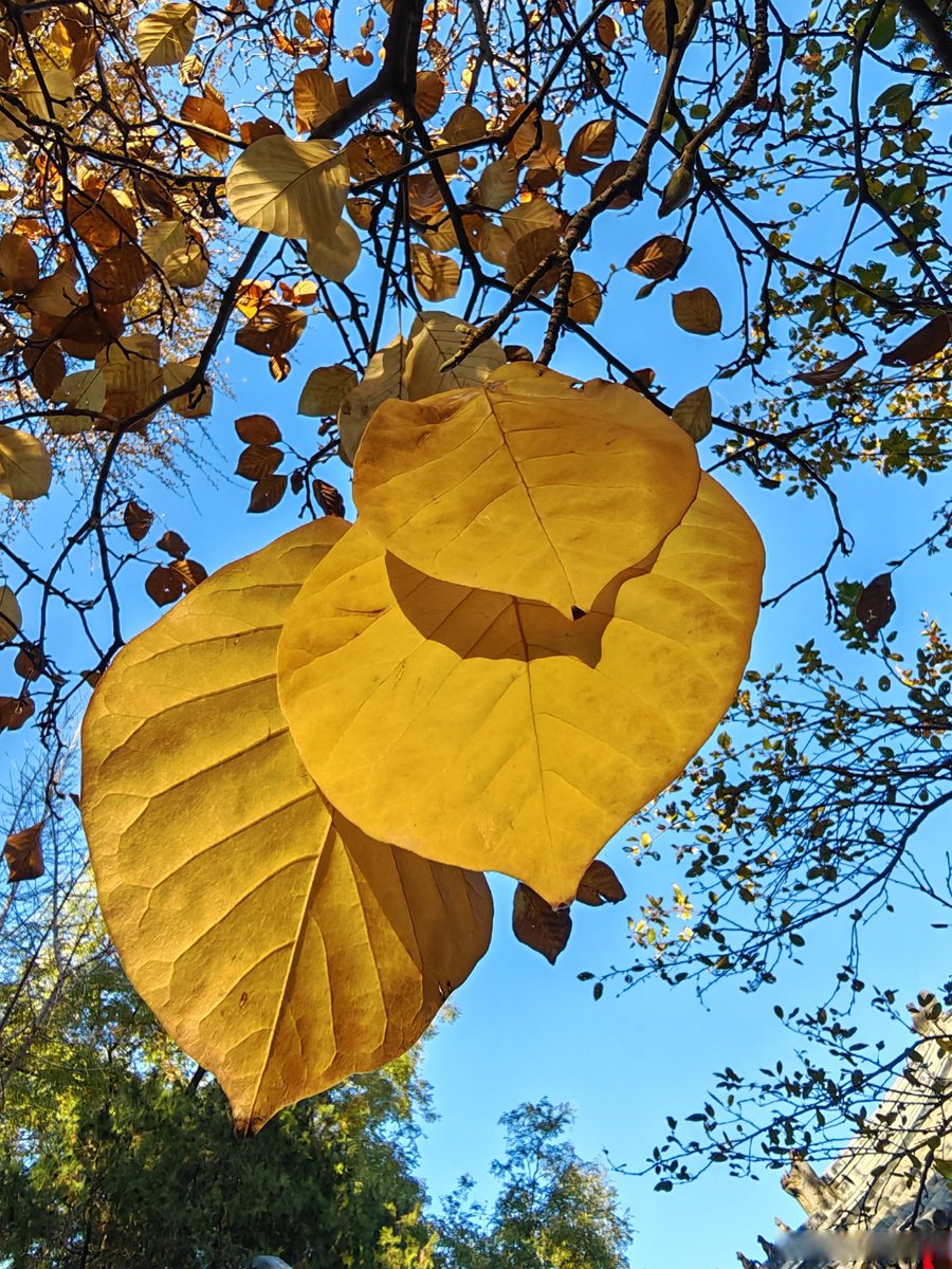 NanaArma_h's tweet photo. [Fresh autumn air, crunchy leaves, and that cozy sweater weather vibe  Ready for all the small, warm moments this season brings!]， https://t.co/IKFlNjs7Um