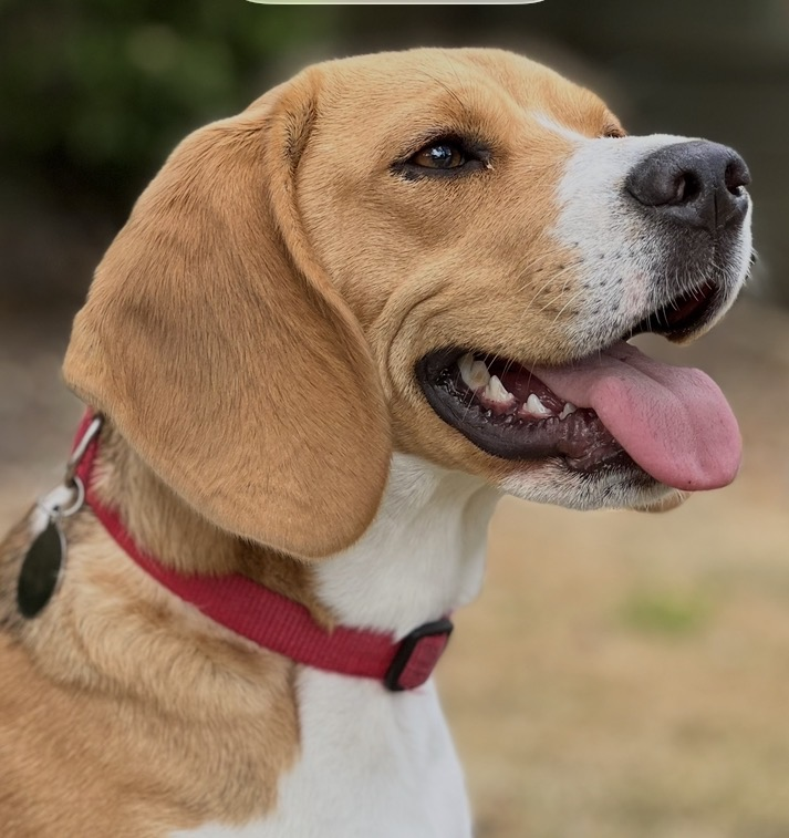 millypod1's tweet photo. 🆘24 JUNE 2026 #Lost Willow #ScanMe
Tri Colour Beagle Female
Oxlease Close #Romsey #SO51 #Hampshire
https://t.co/j7Jm8ULUyV https://t.co/Rk1ab6QR1g
