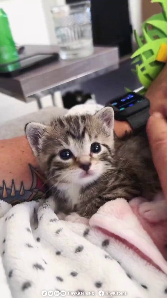 CuteCatposte's tweet photo. https://t.co/fT1SM6beyh